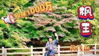 本溪关门山镇山之宝是一颗枫树，投保1000万，现在是最佳观赏期