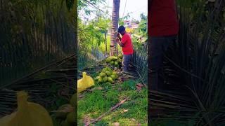 Coconut  Farming