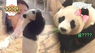 Panda's Life's First Blind Date lol. The Result Is?