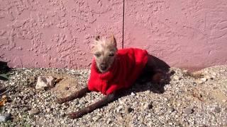 Woofie ~ a Chinese Crested / Mexican Hairless dog