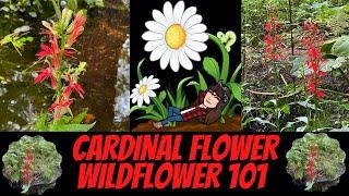 Cardinal Flower ~ Lobelia Cardinalis ~ Wildflower 101 ~ Episode 17