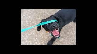 Funny Dog Laying Down on a Leash