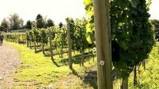 Kelowna Wine | Tantalus | Tourism Kelowna