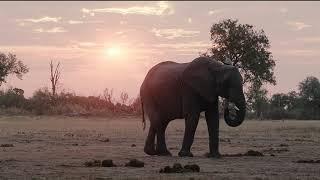 Natucate Private Wilderness Experience 2023 - Botswana 