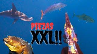 PESCA SUB | PIEZAS XXL en las Islas Canarias