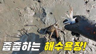 물빠지면 정신없이 줍줍한다는 유명한 해수욕장 +먹방 ft.하나개해수욕장