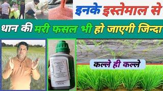 धान की फसल कुछ खाद के इस्तेमाल से धान की मरी फसल भी जिन्दा हो जाएगी। paddy crop groth