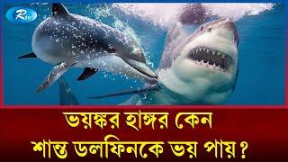 শান্ত স্বভাবের ডলফিন কীভাবে হাঙ্গরকে ঘায়েল করে? | Dolphin shark | Rtv News