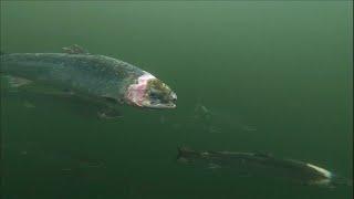 Industrial salmon farming: Scotland's sea lice problem • FRANCE 24 English