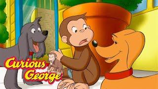 George and the Dog Dilemma   Curious George  Kids Cartoon  Kids Movies