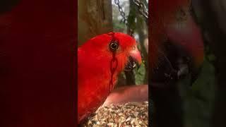 Beautiful feathers of a wild Australian king parrot #birds #parrot #birdsofaustralia #animals