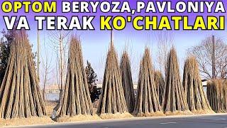 #2024 OPTOM TERAK, PAVLONIYA, BERYOZA VA YASIN KO'CHATLARI NARXLARI - FARG'ONA / QUVA / DEHQONLARDAN