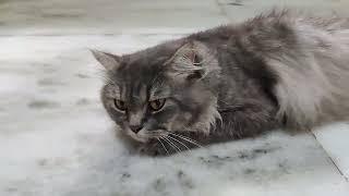Mongli aram kar raha h#asmr#russian cats #catlover#catbreeds #hamzakhanvlog #shortvedios #asmrvideo