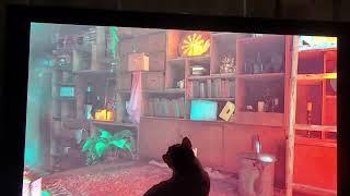 my cat playing Stray with me