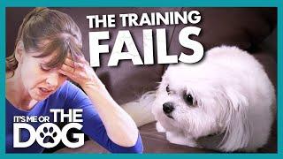 Training Fails as Dog's Trust 'Cannot be Salvaged' |  It's Me or The Dog