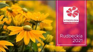 Rudbeckia for the 2021 season - #Vitroflora