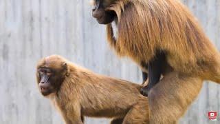 BABOON HAVING SEX !