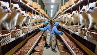 Millions Tons Of Civet Coffee Are Harvested And Processed In Factories – Civet Coffee Farms