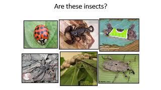 Workshop #1 - Identifying insect orders