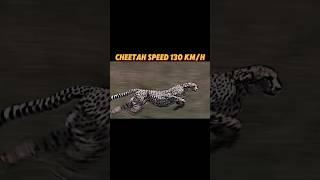 The fastest creature on land #trending #animals #lion #horse #cheetah #springbok #viralvideo #short