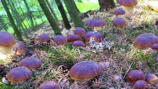 Mushrooms 2024 TODAY PINE BOLETUS OVERCOME THE COLD! SHOCK!! FULL BASKETS BOLETUS MUSHROOMS PICKING