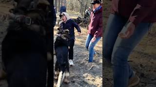 How do you like this warning? German Shepherd Dagmer. Service dog training. #АРЕСКИЕВ Kyiv Ukraine