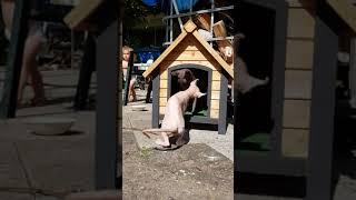 Home Sweet Home: Watch Our Elf and Sphynx Cats Settle In!