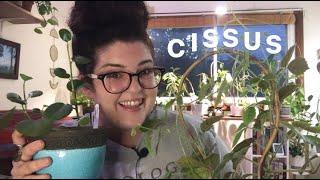 Plant Family Showcase: VITACEAE
