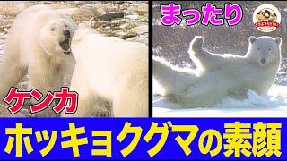 【地上最大800kgの肉食獣】北極圏でホッキョクグマを追った貴重映像！狩りに喧嘩に遊びも！鳴き声はウシ？待ちわびるのは吹雪が作る氷の道だった【どうぶつ奇想天外/WAKUWAKU】