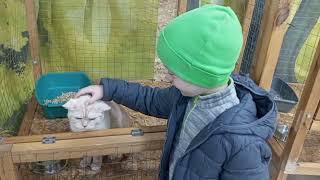 Выставка пушистиков. Exhibition of furry animals.