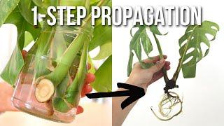 HOW TO PROPAGATE MONSTERA DELICIOSA PLANT IN WATER