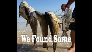 We Found Some. Your Best Damn Surf Fishing Report 11-27-24