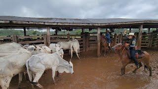 MUITA LAMA E CHUVA NA LIDA COM O GADO! Foi piseiro feio