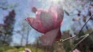 Big Fish Daily: Magnolia Sea at 2024