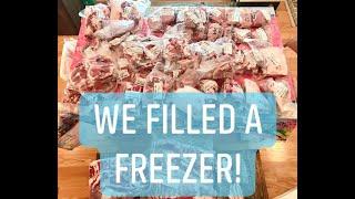 We just filled a freezer!  Year worth of pork.