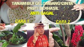 2 CARA TANAM BIJI GELOMBANG CINTA ANTHURIUM MEDIA TISUE & MEDIA TANAH + PUPUK ORGANIK PASTI BERHASIL