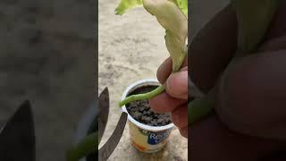 simplest way to plant propagation#shorts #plants