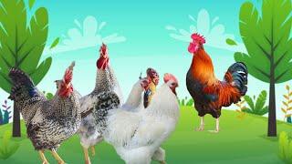 37/Top Rooster Smart Chicken Sounds | sound rooster