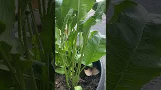 I grew my horseradish in a pot. This is how they came out. ￼