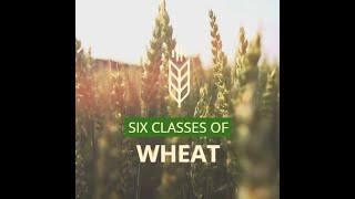 Six Classes of Wheat