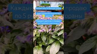 Бораго или огуречная трава, самый прибыльный цветок #даогрин #сьедобныецветы #бораго