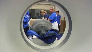 Florida Hospital Celebration Health Helps SeaWorld Orlando Rescued Manatee with a CT Scan