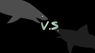 great white shark vs bull shark