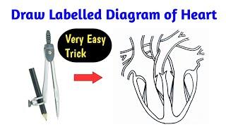 how to draw human heart diagram easily | how to draw human heart in easy way | human heart