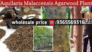 Agarwood Tree/Agarwood Plant/Assam Agarwood Nursery/Agarwood Nursery/अगरवुड के पौधे