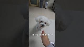구름이 끝까지 최선을 다했는데 #구름이 #비숑 #귀요미 #털복숭이 #이뿐이 #털보삼촌 #바리톤홍성선 #까꿍