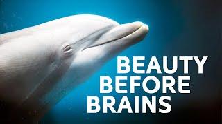 Debunking The Dolphin Myth! Are They Really That Smart? 