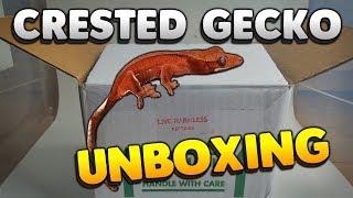 Unboxing A New Red Crested Gecko From Pangea Reptiles!