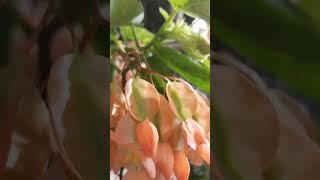 Begonia flowers #begonia plant #begonia #shorts