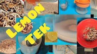 *LEMON TEK*How To LEMON TEK    gourmet mushrooms